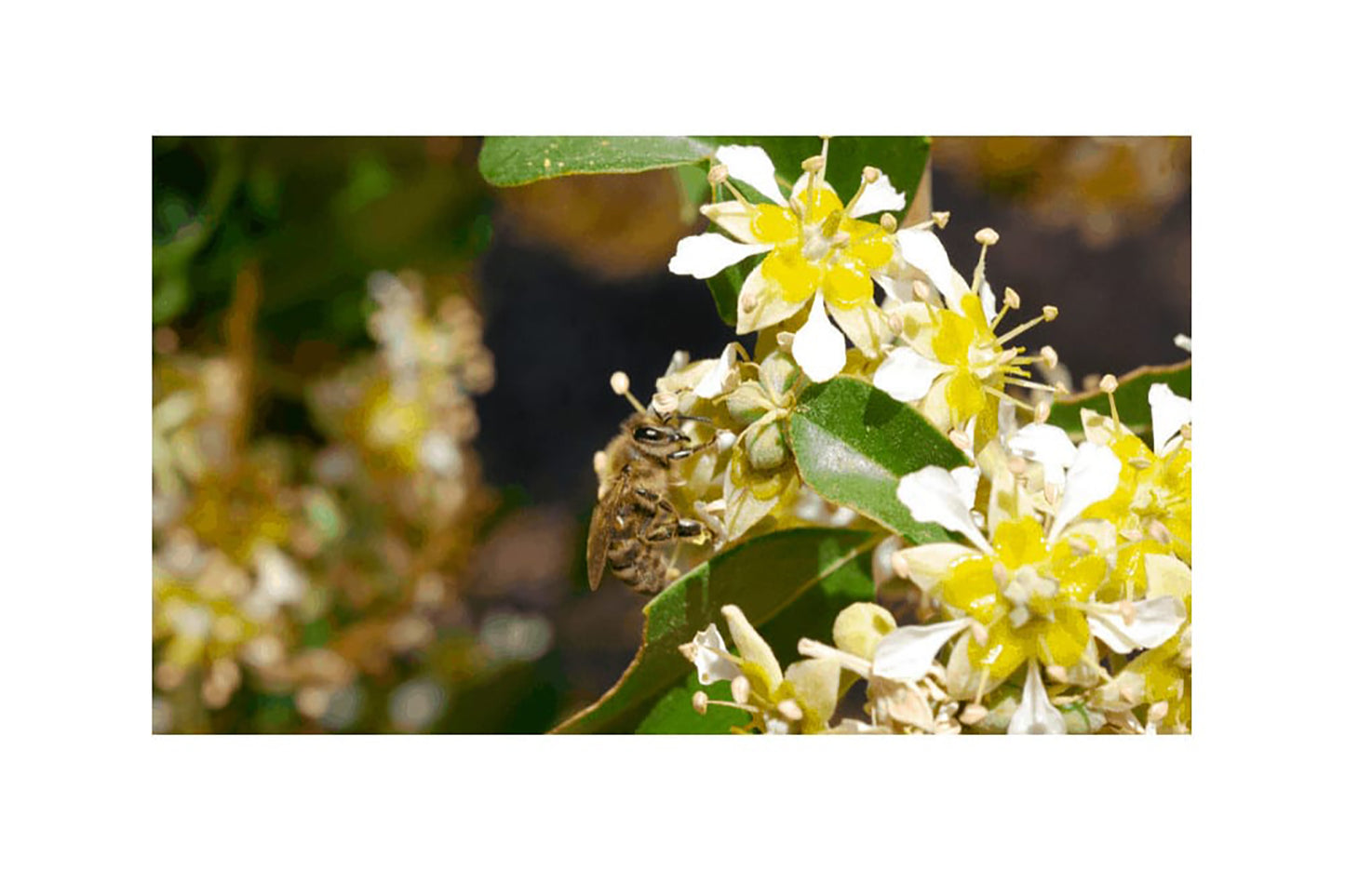 Miel de Quillay Orgánica