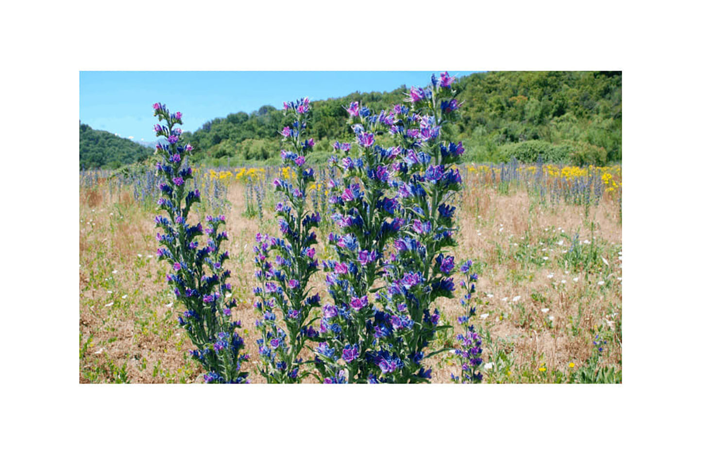 Miel de Hierba Azul
